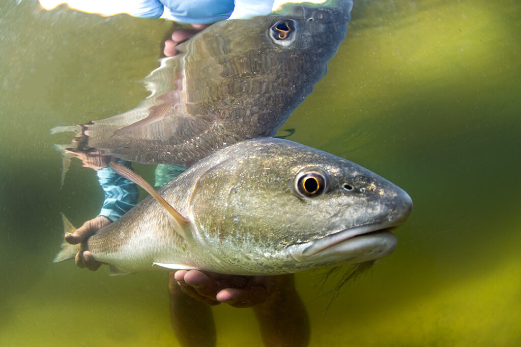 Charlotte Harbor Fly Fishing Guide Service 